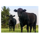 Champion's Choice 100012624 Trace Mineral Livestock Block, 50 lb.