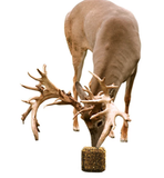 Antler King AKCBLK20 Year Round Deer Attractant Cotton Candy Block, 20 lb.