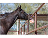 Horsemen's Pride SS33 Jolly Salt Horse Snack, 3.3 lb.