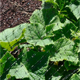 Greenscapes 46350 14 x 14 ft. Protective Bird Netting
