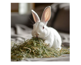 DuMOR 42933 All-Natural Orchard Grass Hay for Adult-aged Small Pets, 48 oz