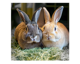 DuMOR 42929 Small Animal All-Natural Timothy Hay for Adult-aged Small Pets, 24 oz.