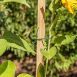 Gardener's Blue Ribbon WW6-12 Plant Support 6 ft. Wood Garden Stake, 1 pc. only