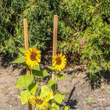 Gardener's Blue Ribbon WW6-12 Plant Support 6 ft. Wood Garden Stake, 1 pc. only