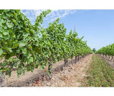 Pirtle Nursery 2048 Niagara Grape Vine Plant #2, 1.5 gal.