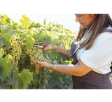 Pirtle Nursery 2048 Niagara Grape Vine Plant #2, 1.5 gal.