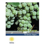 Pirtle Nursery 2048 Niagara Grape Vine Plant #2, 1.5 gal.