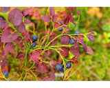 Pirtle Nursery 3650 Brightwell Blueberry Shrub Plant #2, 1.5 gal.