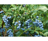 Pirtle Nursery 3650 Brightwell Blueberry Shrub Plant #2, 1.5 gal.