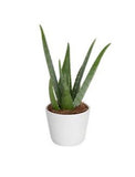 Costa Farms AV04 Decor Planter Indoor/Outdoor 4" Aloe Vera