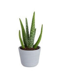 Costa Farms AV04 Decor Planter Indoor/Outdoor 4" Aloe Vera