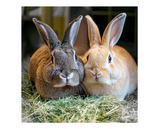 DuMOR 42927 Small Animal All-Natural Timothy Hay for Adult-aged Small Pets, 3 lb.