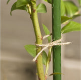Gardener's Blue Ribbon ST3 Support Plants with the Vigoro Sturdy Stake- 3ft.