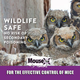 MouseX 620109 4 Pack Ready to Use Bait Trays for Mice and Rats