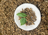 The Honest Worm!  Premium BSF Grubs for Chickens Bone Health, Digestion Support