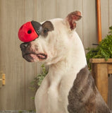 BARK 214515 Iron Ladybug Dog Toy, Durable, Bouncy, Rubber All Life Stages