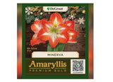DeGroot DGFA0300 Premium Amaryllis 'Minerva' Flower Bulb