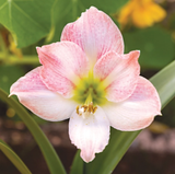 DeGroot DGFA0100 Premium Amaryllis 'Apple Blossom' Flower Bulb