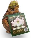 DeGroot DGFA0100 Premium Amaryllis 'Apple Blossom' Flower Bulb