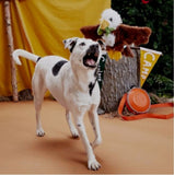 BARK 214504 Majestic Marty Dog Toy, Squeaky, Polyester, All Life Stages