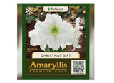 DeGroot DGFA0400 Premium Amaryllis 'Christmas Gift' Flower Bulb