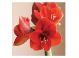 DeGroot DGFA0200 Premium Amaryllis 'Red Lion' Flower Bulb