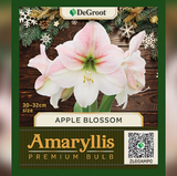 DeGroot DGFA0100 Premium Amaryllis 'Apple Blossom' Flower Bulb