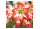 DeGroot DGFA0300 Premium Amaryllis 'Minerva' Flower Bulb