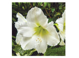 DeGroot DGFA0400 Premium Amaryllis 'Christmas Gift' Flower Bulb