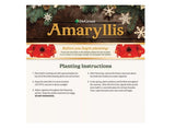 DeGroot DGFA0200 Premium Amaryllis 'Red Lion' Flower Bulb