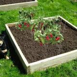 Gardener's Blue Ribbon 901284DPT Multipurpose Plastic-Made 3-Sided Tomato Tower