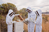 Harvest Lane Honey CLOTHSM-101 Heavy-Duty Polyester Beekeeping Suit, Large